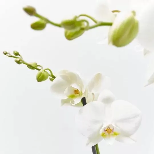 ORQUÍDEA PHALAENOPIS TEATRO BLANCO 12CM 4 TALLOS