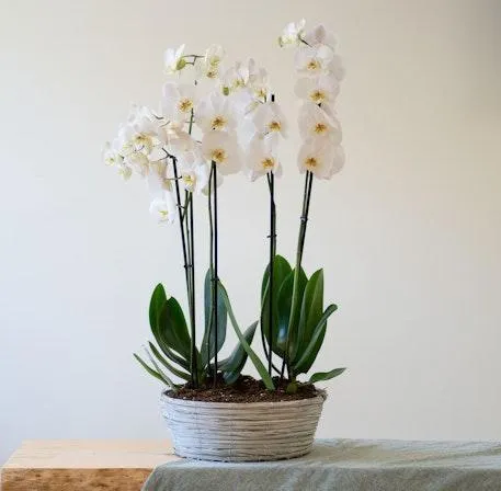 Centro de Orquídeas blancas