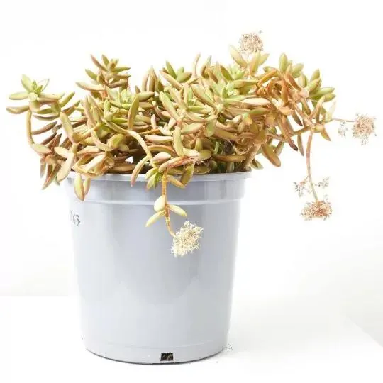 CRASSULA VARIEDADES MACETA 10L