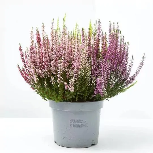 CALLUNA HIGH FIVE MACETA 3L