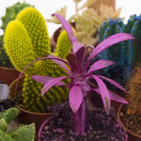 CACTUS COLOR CAJA 9 UDS