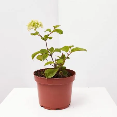 BOLA DE NIEVE MACETA 3L