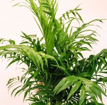 Palmera de Salón grande - Chamaedorea Elegans