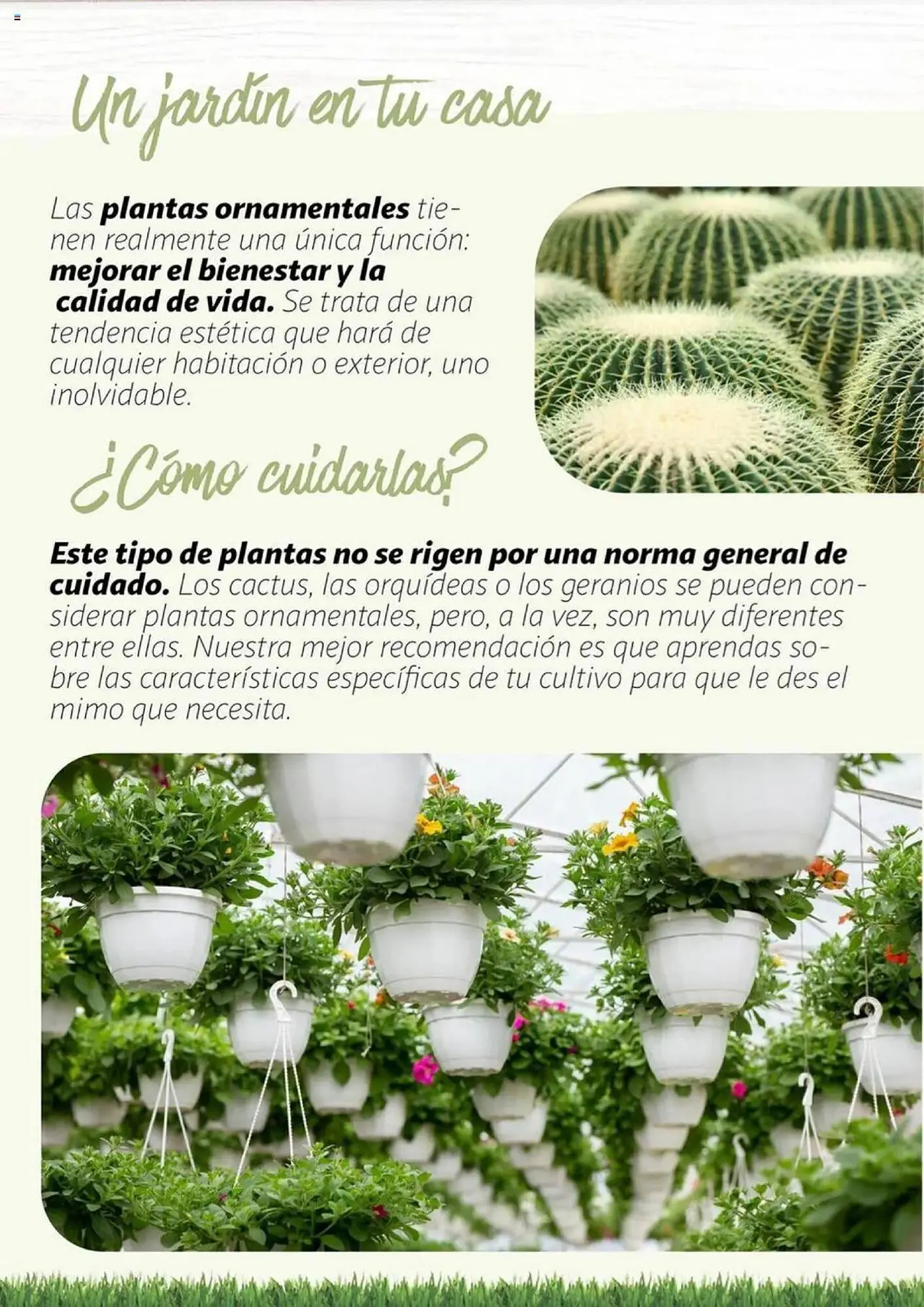 Catálogo de Folleto Alcampo 11 de febrero al 31 de diciembre 2025 - Página 17