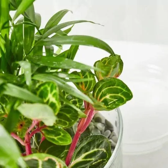 TERRA VIVANT - GREEN TOWER M MIX