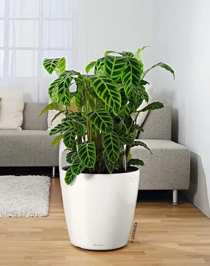 Maceta Lechuza autorriego Classico Premium 36 x 32,5 cm