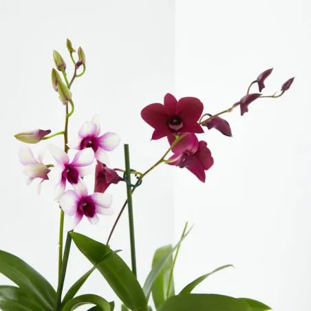 ORQUÍDEA DENDROBIUM 1 TALLO MACETA 12CM