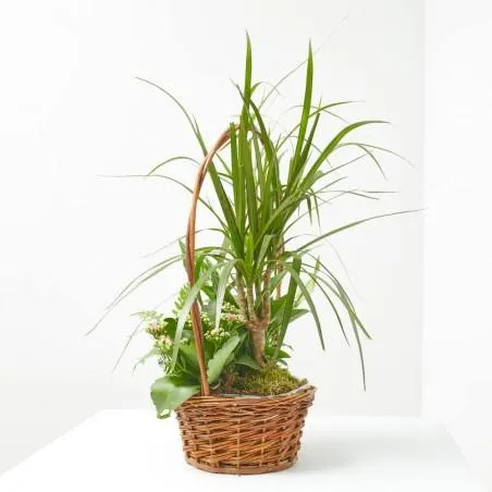 COMPO CESTA ASA 15CM