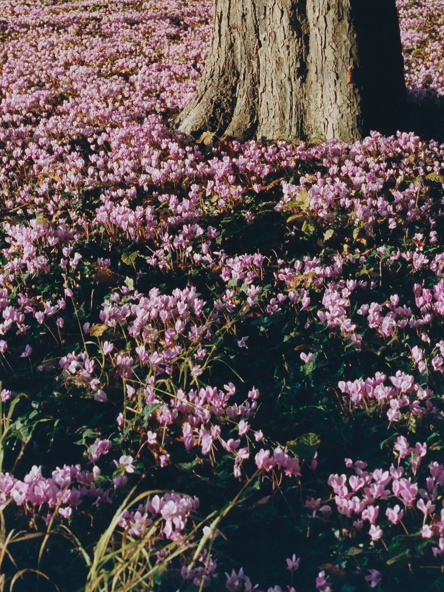 Catálogo de Folleto Dior 25 de enero al 1 de febrero 2026 - Página 4