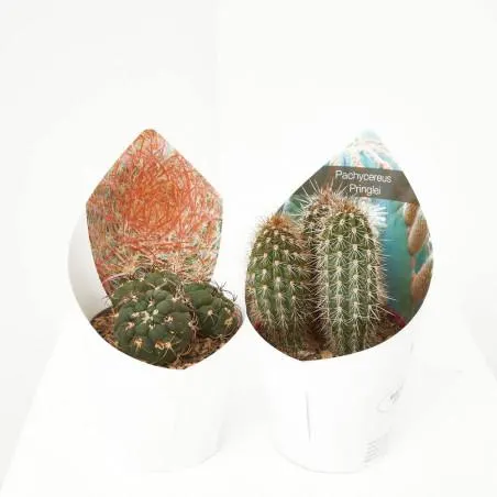 CACTUS Y CRASAS ESPECIALES M-14