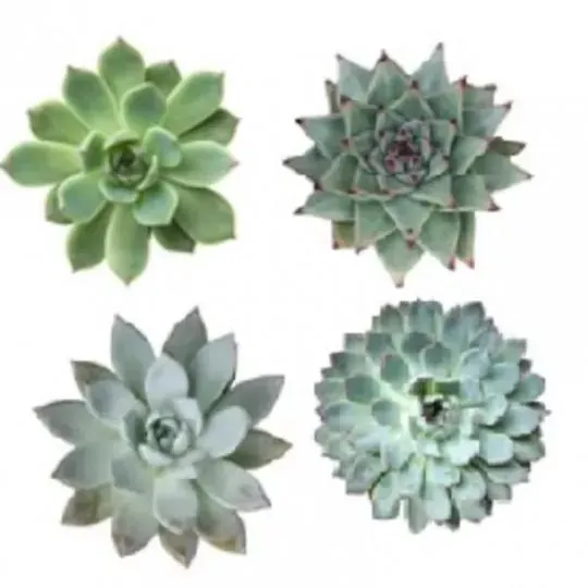 ECHEVERIA VARIEDADES MACETA 9CM