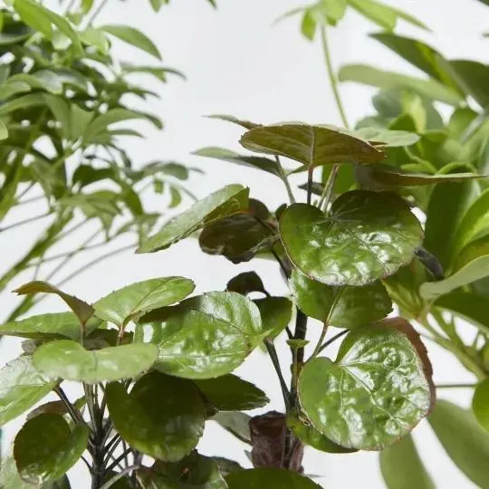 PLANTA VERDE CON CUBRE CORA MACETA 13CM