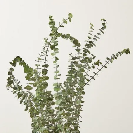 EUCALIPTO BABY BLUE ETERNO