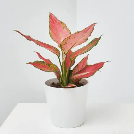 AGLAONEMA EXCLUSIVE MACETA 12CM