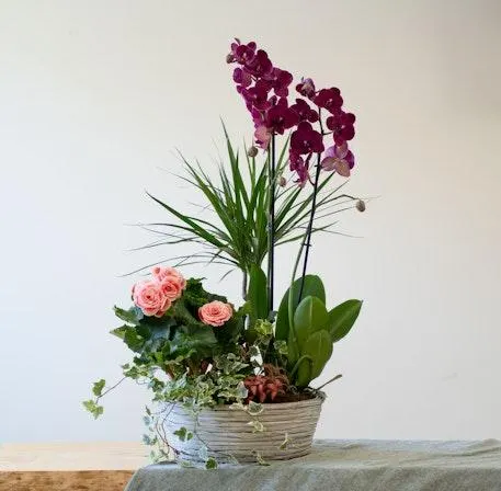 Composición de plantas con orquídea rosa, ideal para un gesto del corazón
