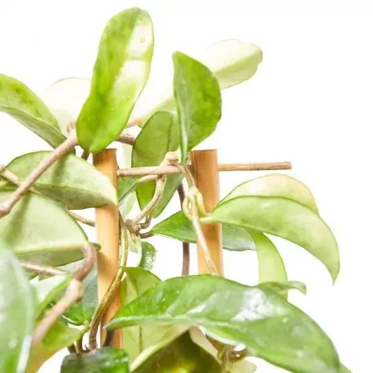 HOYA ESPALDERA 35CM MACETA 14CM