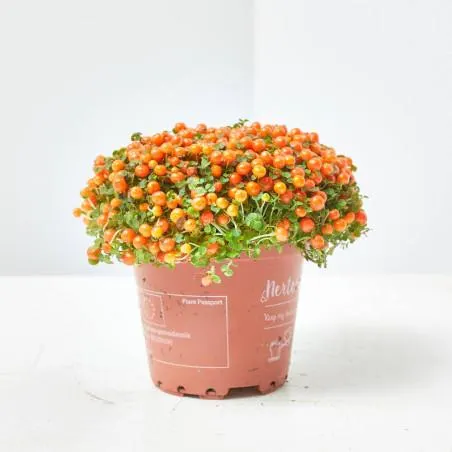 NERTERA MACETA DIAMETRO 9CM