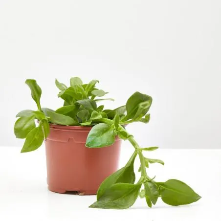 APTENIA MACETA 11 CM