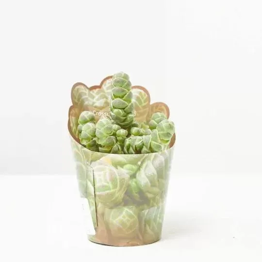 CRASSULA BARKLYI MACETA 6.5CM