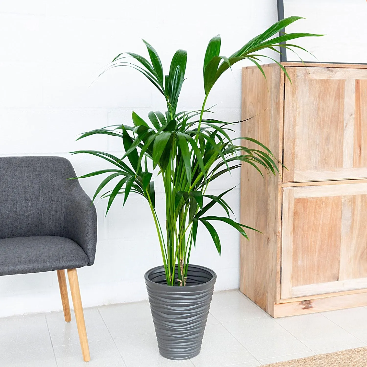 Kentia (Howea Forsteriana)