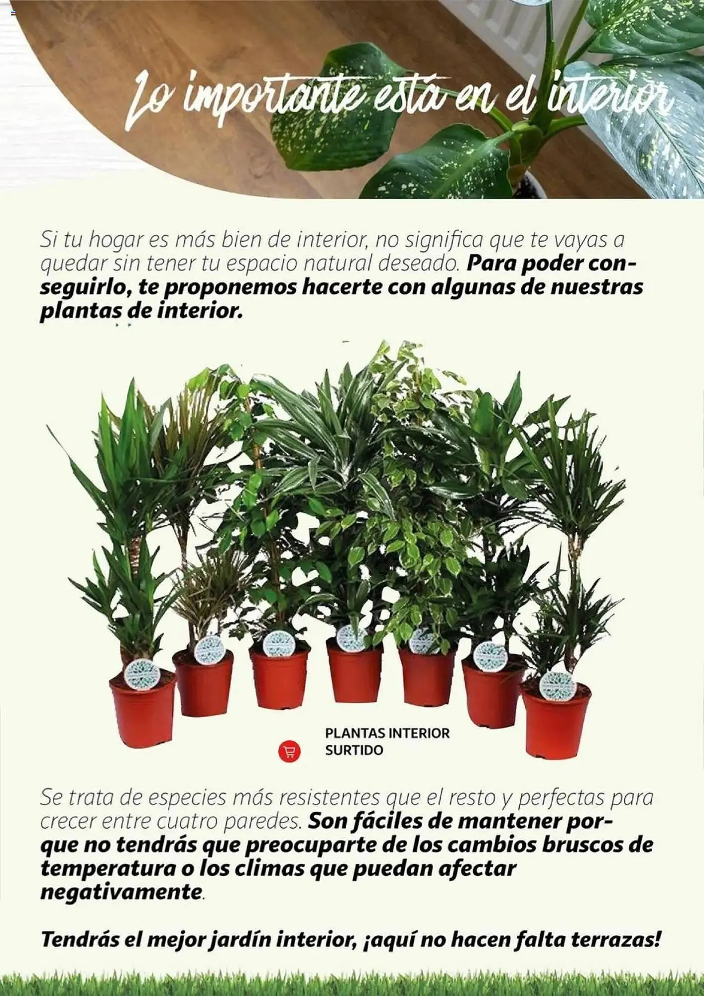 Catálogo de Folleto Alcampo 11 de febrero al 31 de diciembre 2025 - Página 18