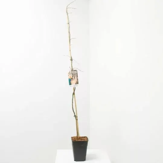 CARPINUS FUTUR TREE MACETA 5L (HAYA)