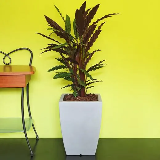 Maceta de resina Hydrus 29x40