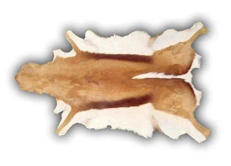 Piel de Gacela-Sprinbook