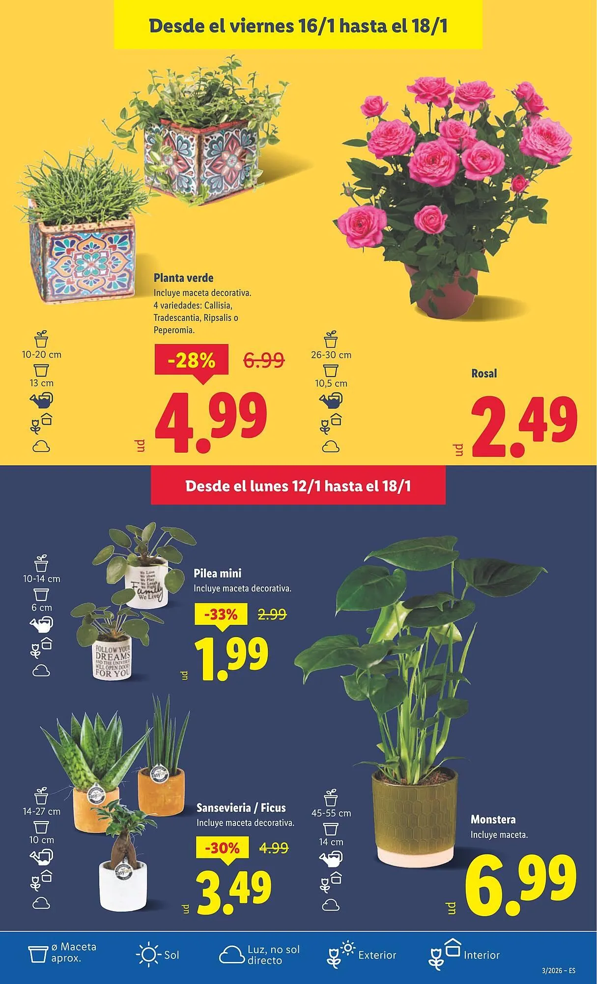 Catálogo de Catálogo Lidl 12 de enero al 18 de enero 2026 - Página 31