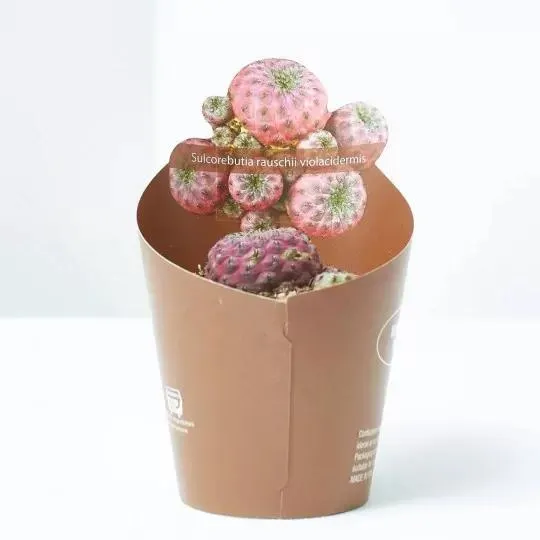 SULCOREBUTIA VIOLACIDERMIS MACETA 6CM