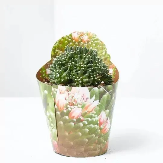 MAMMILLARIA CV. CATERPINCY M-6.5