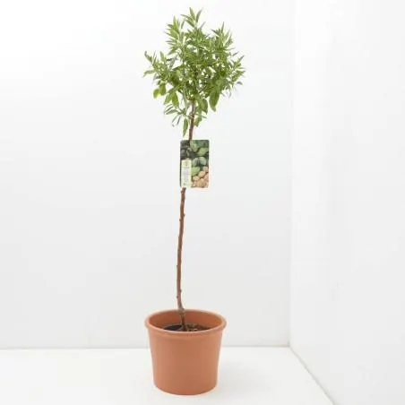 ALMENDRO GUARA MACETA 10 LITROS