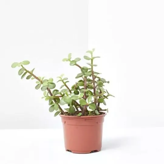 PORTULACARIA MACETA 10.5CM