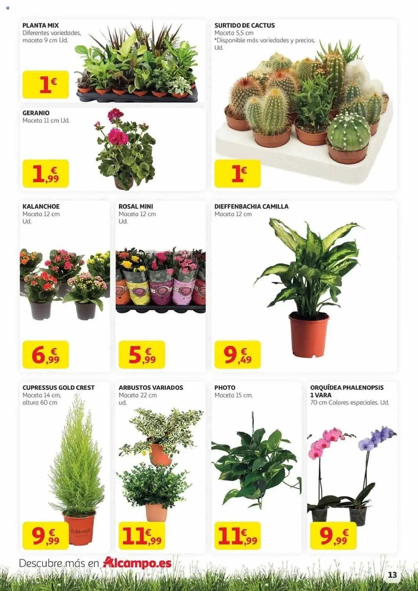 Catálogo de Folleto Alcampo 29 de mayo al 17 de junio 2025 - Página 53