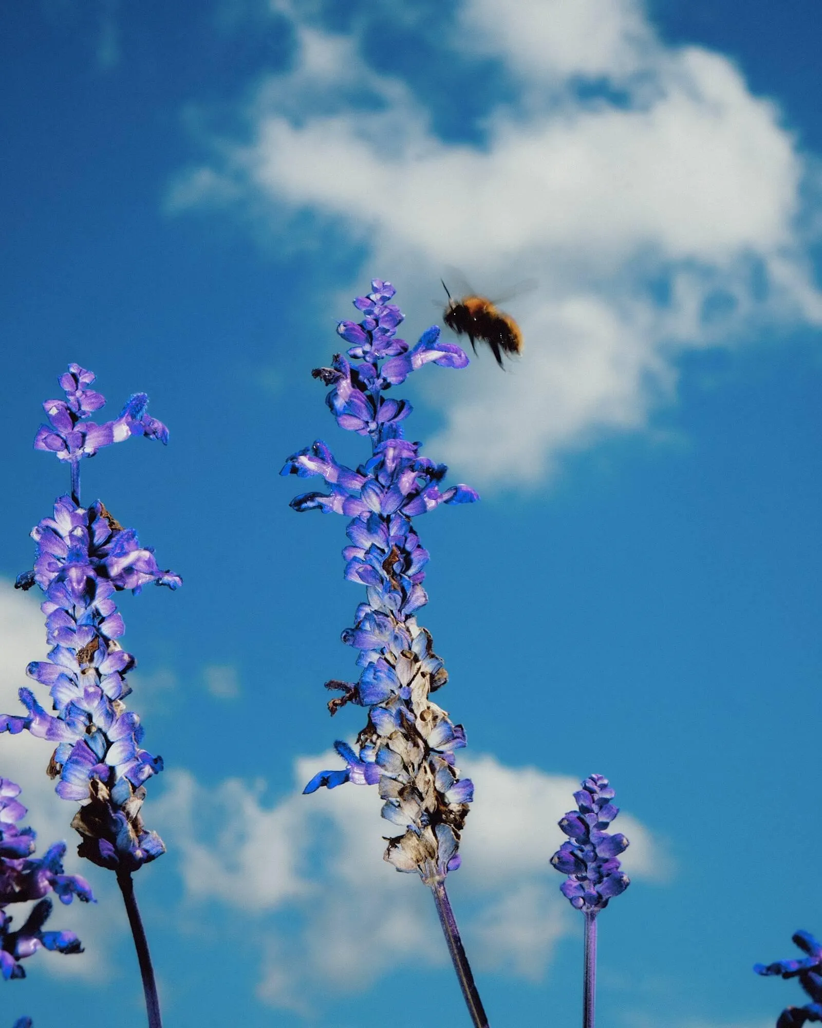 Catálogo de Folleto Napapijri 13 de abril al 6 de junio 2026 - Página 2