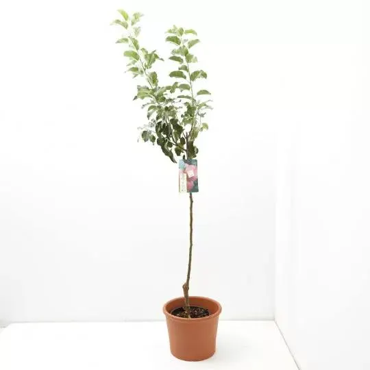 MANZANO FUJI MACETA 10 LITROS