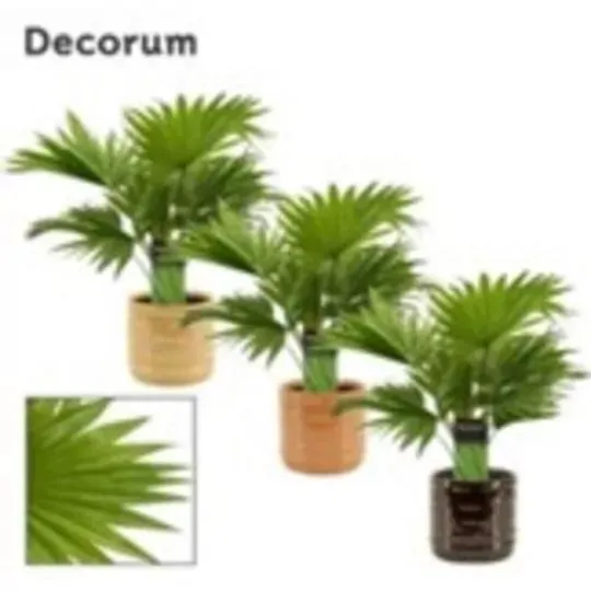 LIVINSTONA C/CUBRE COFFEE M-12