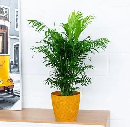 Palmera de Salón grande - Chamaedorea Elegans