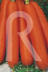 Zanahoria de mesa nantesa toro