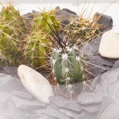 TERRARIO PALMA M CACTUS