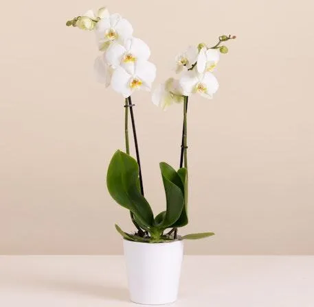 Orquídea Blanca