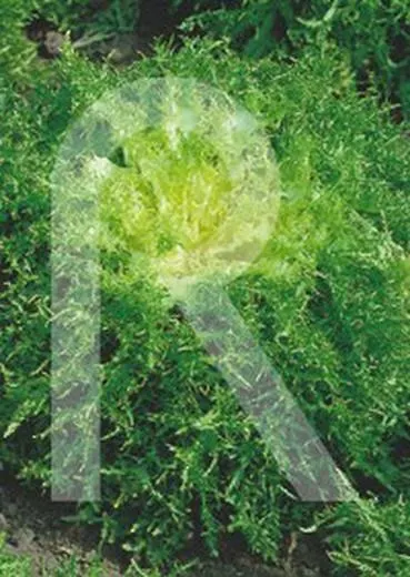 Escarola rizada cabello de angel