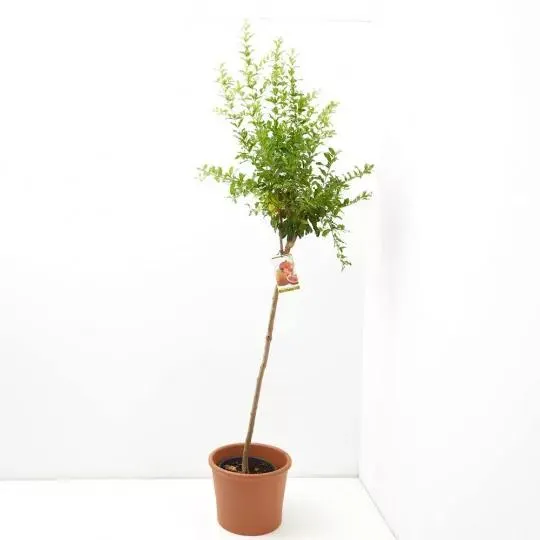 GRANADO NEGRAL MACETA 10L