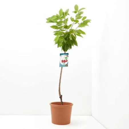 CEREZO 10L RESIDUO CERO VERDECORA