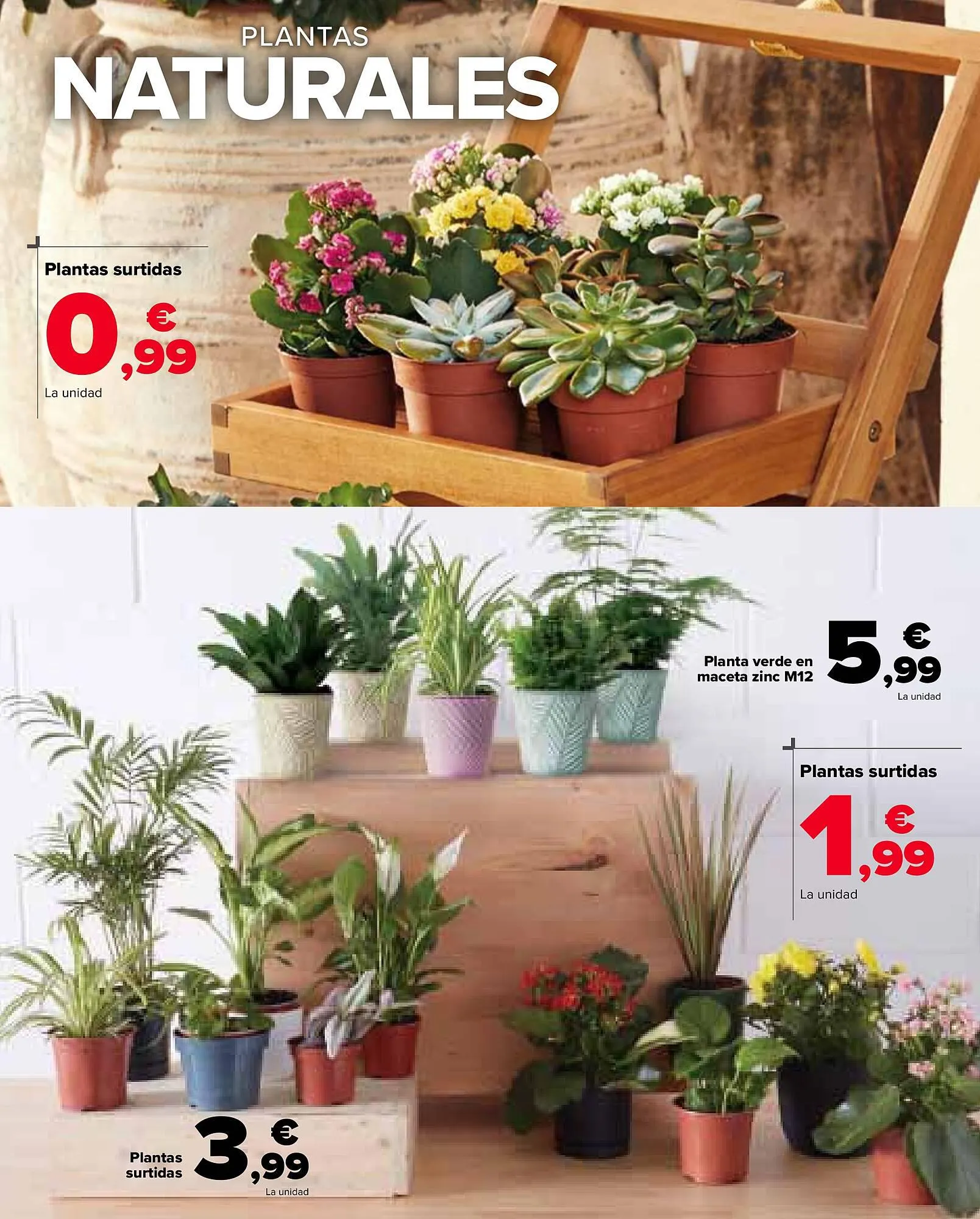 Catálogo de Folleto Carrefour 13 de febrero al 22 de febrero 2024 - Página 62