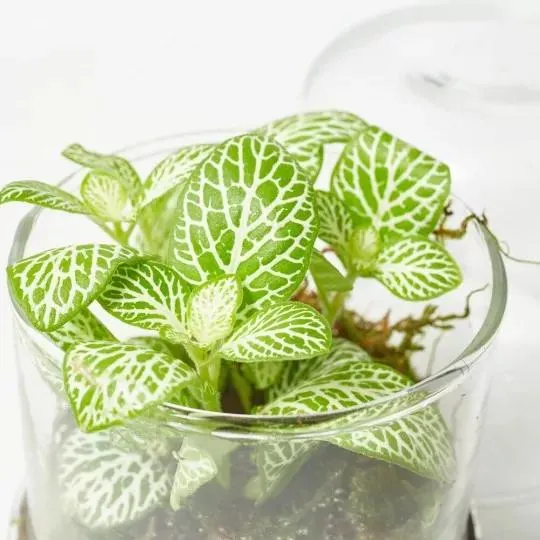 TERRA VIVANT - CAPSULE FITTO