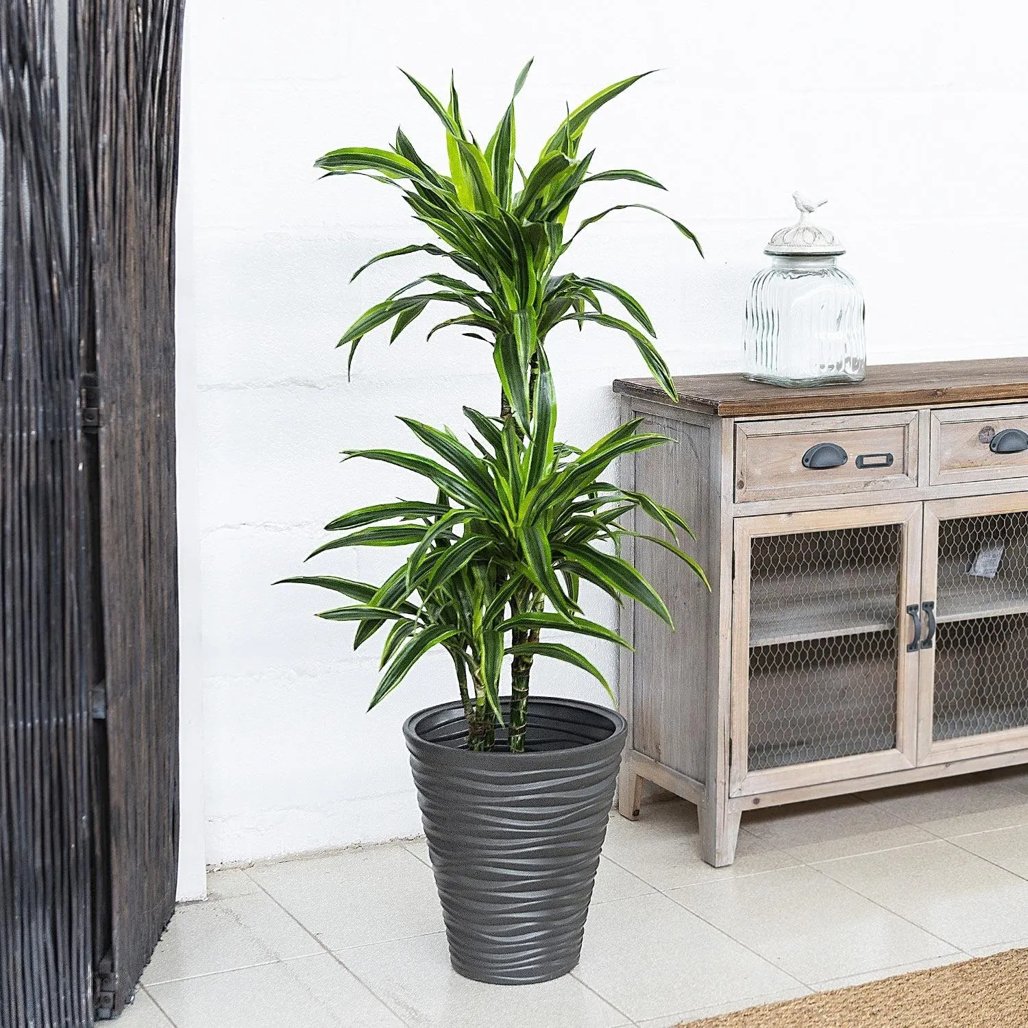 Dracena Lemon