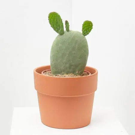 OPUNTIA TITANIA MACETA 5L