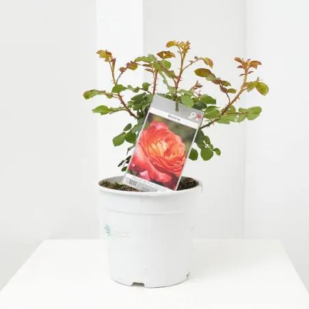 ROSAL GRANDIFLORA MACETA 3L