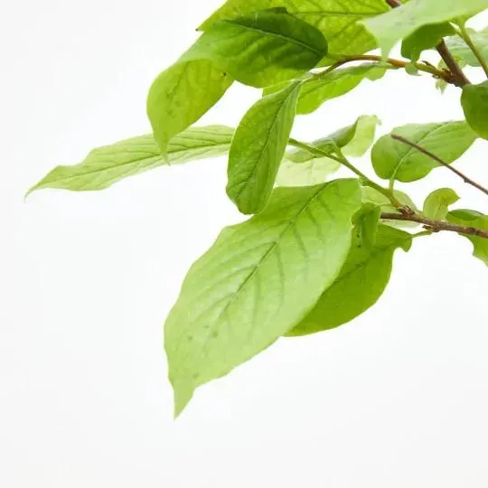 KAKI MEDITERRÁNEO TARRINA 20CM